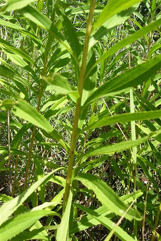 Solidago: virga-aurea o canadensis?